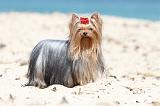 YORKSHIRE TERRIER 100